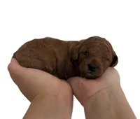 Purple Collar , a female Miniature Goldendoodle for sale in Charlestown, IN – Photo 9 of 10