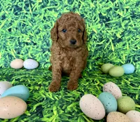 Purple Collar , a female Miniature Goldendoodle for sale in Charlestown, IN – Photo 4 of 10