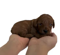 Purple Collar , a female Miniature Goldendoodle for sale in Charlestown, IN – Photo 7 of 10