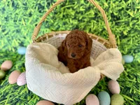 Purple Collar , a female Miniature Goldendoodle for sale in Charlestown, IN – Photo 3 of 10