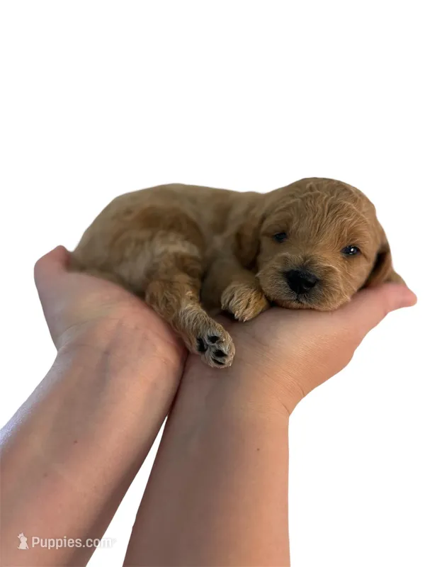 Blue Collar  – Miniature Goldendoodle puppy for sale in Charlestown, IN