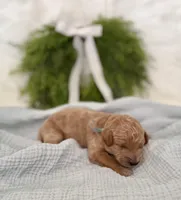 Blue Collar , a male Miniature Goldendoodle for sale in Charlestown, IN – Photo 3 of 10