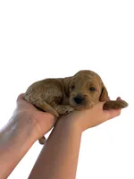 Blue Collar , a male Miniature Goldendoodle for sale in Charlestown, IN – Photo 2 of 10