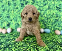 Blue Collar , a male Miniature Goldendoodle for sale in Charlestown, IN – Photo 7 of 10