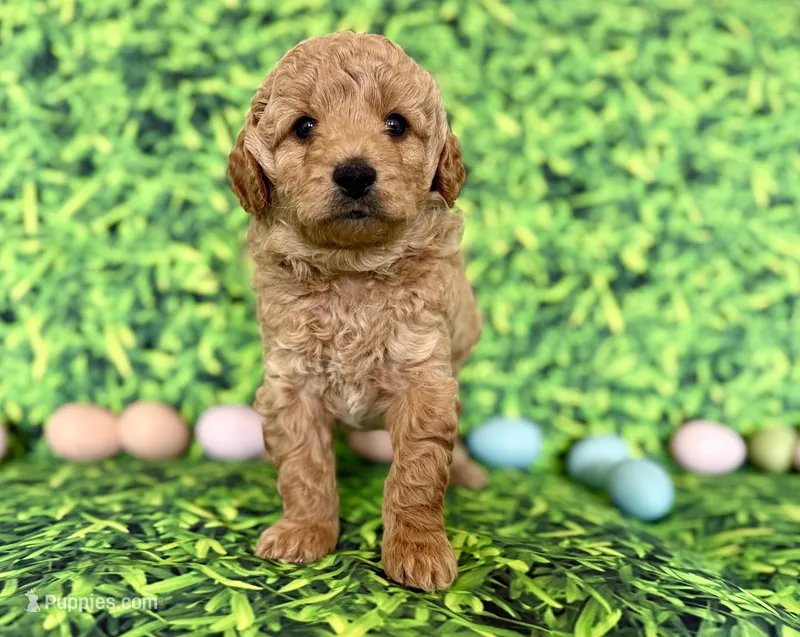 Blue Collar  – Miniature Goldendoodle puppy for sale in Charlestown, IN