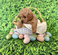 Blue Collar , a male Miniature Goldendoodle for sale in Charlestown, IN – Photo 9 of 10