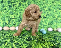 Blue Collar , a male Miniature Goldendoodle for sale in Charlestown, IN – Photo 5 of 10