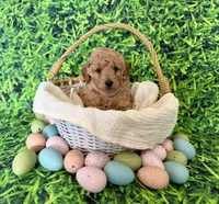 Blue Collar , a male Miniature Goldendoodle for sale in Charlestown, IN – Photo 10 of 10