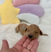 Blue Collar , a male Miniature Goldendoodle for sale in Charlestown, IN – Photo 8 of 10