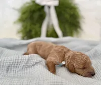 Blue Collar , a male Miniature Goldendoodle for sale in Charlestown, IN – Photo 4 of 10
