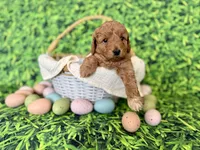 Peach Collar , a female Miniature Goldendoodle for sale in Charlestown, IN – Photo 2 of 10