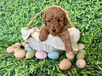 Peach Collar , a female Miniature Goldendoodle for sale in Charlestown, IN – Photo 5 of 10