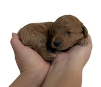 Peach Collar , a female Miniature Goldendoodle for sale in Charlestown, IN – Photo 10 of 10