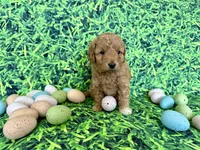 Peach Collar , a female Miniature Goldendoodle for sale in Charlestown, IN – Photo 4 of 10