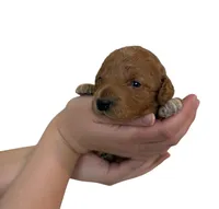 Peach Collar , a female Miniature Goldendoodle for sale in Charlestown, IN – Photo 7 of 10