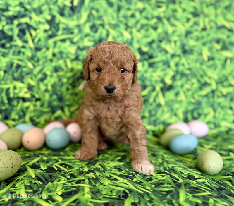 Peach Collar , a female Miniature Goldendoodle for sale in Charlestown, IN – Photo 1 of 10