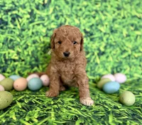 Peach Collar , a female Miniature Goldendoodle for sale in Charlestown, IN – Photo 1 of 10