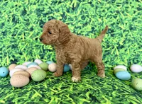 Peach Collar , a female Miniature Goldendoodle for sale in Charlestown, IN – Photo 3 of 10