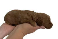 Peach Collar , a female Miniature Goldendoodle for sale in Charlestown, IN – Photo 9 of 10
