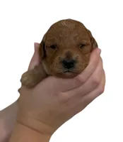 Peach Collar , a female Miniature Goldendoodle for sale in Charlestown, IN – Photo 8 of 10
