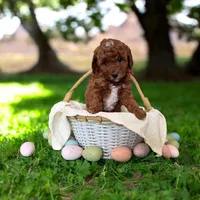 Pink Collar , a female Miniature Goldendoodle for sale in Charlestown, IN – Photo 7 of 10