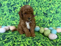 Pink Collar , a female Miniature Goldendoodle for sale in Charlestown, IN – Photo 3 of 10