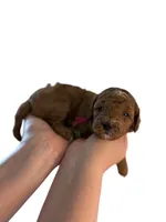 Pink Collar , a female Miniature Goldendoodle for sale in Charlestown, IN – Photo 8 of 10