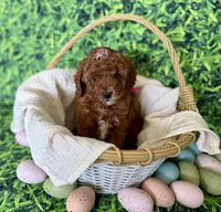 Pink Collar , a female Miniature Goldendoodle for sale in Charlestown, IN – Photo 2 of 10