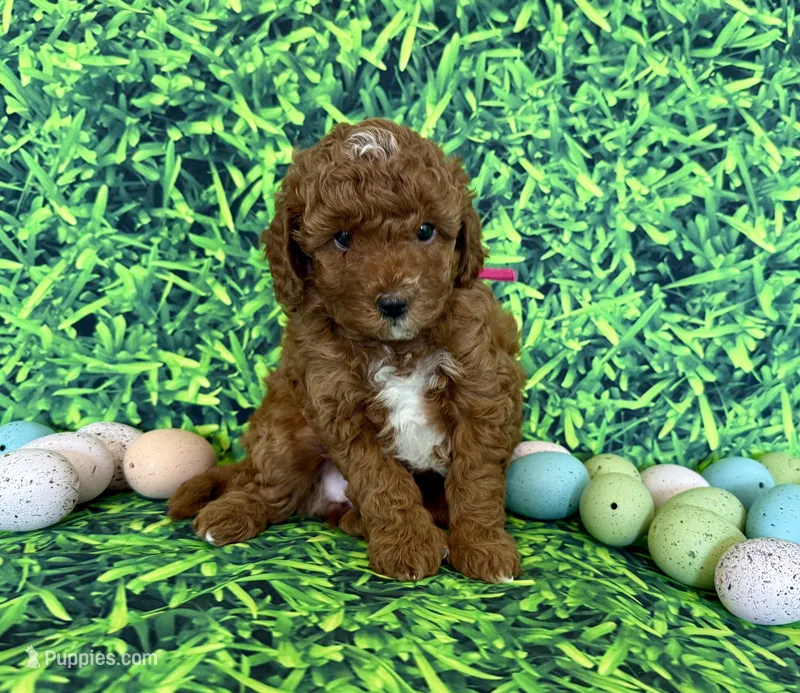 Pink Collar , a female Miniature Goldendoodle for sale in Charlestown, IN – Photo 1 of 10