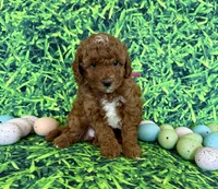 Pink Collar , a female Miniature Goldendoodle for sale in Charlestown, IN – Photo 1 of 10