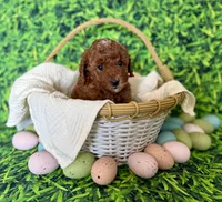 Pink Collar , a female Miniature Goldendoodle for sale in Charlestown, IN – Photo 4 of 10