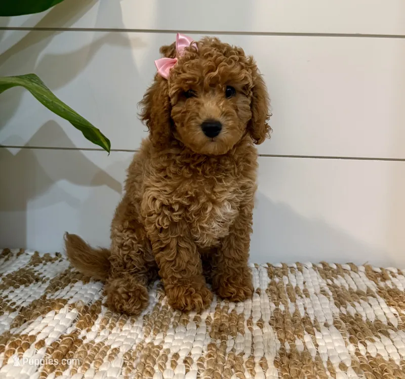 Mint Collar  – Miniature Goldendoodle puppy for sale in Charlestown, IN