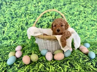 White Collar , a female Miniature Goldendoodle for sale in Charlestown, IN – Photo 6 of 10