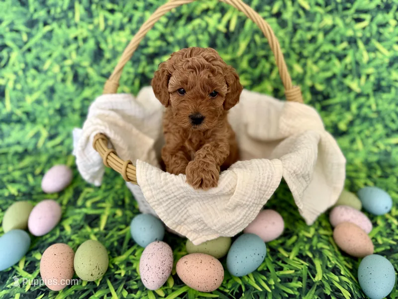 White Collar , a female Miniature Goldendoodle for sale in Charlestown, IN – Photo 1 of 10