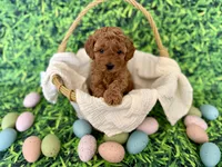 White Collar , a female Miniature Goldendoodle for sale in Charlestown, IN – Photo 1 of 10