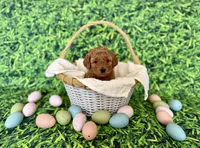 White Collar , a female Miniature Goldendoodle for sale in Charlestown, IN – Photo 5 of 10