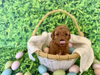 White Collar , a female Miniature Goldendoodle for sale in Charlestown, IN – Photo 2 of 10