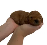 White Collar , a female Miniature Goldendoodle for sale in Charlestown, IN – Photo 10 of 10