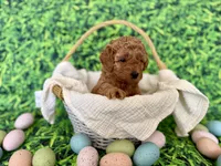 White Collar , a female Miniature Goldendoodle for sale in Charlestown, IN – Photo 3 of 10