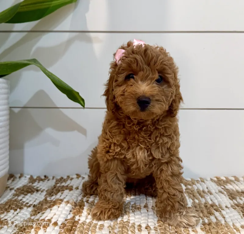 Peach Collar  – Miniature Goldendoodle puppy for sale in Charlestown, IN
