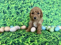 Mint Collar , a female Miniature Goldendoodle for sale in Charlestown, IN – Photo 2 of 10