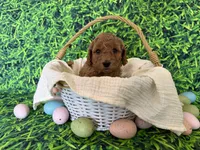 Mint Collar , a female Miniature Goldendoodle for sale in Charlestown, IN – Photo 4 of 10