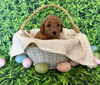 Mint Collar , a female Miniature Goldendoodle for sale in Charlestown, IN – Photo 5 of 10