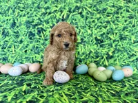 Mint Collar , a female Miniature Goldendoodle for sale in Charlestown, IN – Photo 3 of 10