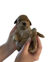 Mint Collar , a female Miniature Goldendoodle for sale in Charlestown, IN – Photo 8 of 10