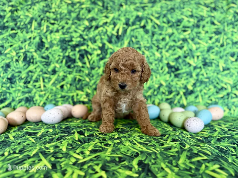 Mint Collar  – Miniature Goldendoodle puppy for sale in Charlestown, IN