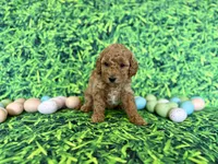 Mint Collar , a female Miniature Goldendoodle for sale in Charlestown, IN – Photo 1 of 10