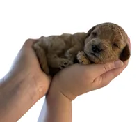 Mint Collar , a female Miniature Goldendoodle for sale in Charlestown, IN – Photo 9 of 10