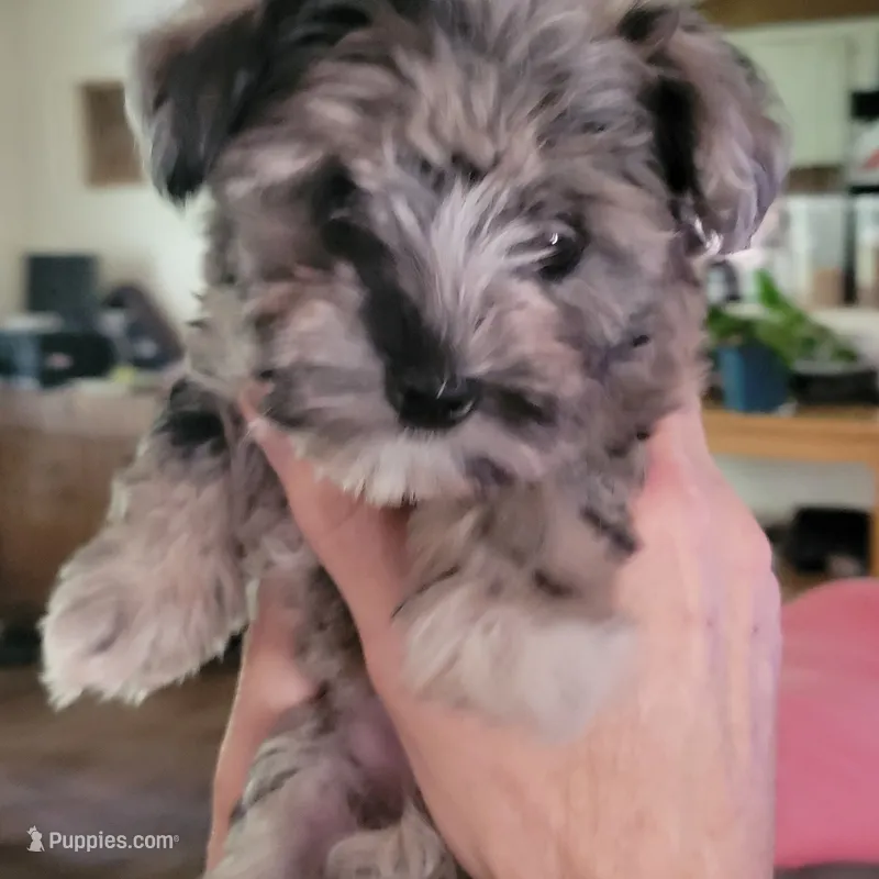 Molly – Miniature Schnauzer puppy for sale in Jefferson, GA