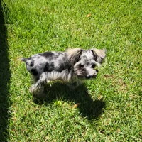 CKC Molly, a female Miniature Schnauzer for sale in Jefferson, GA – 2 of 6